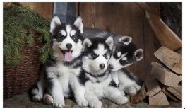 哈士奇起泡胶爆料视频,揭秘宠物用品背后的真相